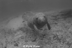 Curious manatee taken at the Manatee Mecca of Crystal Riv... by Maria Munn 